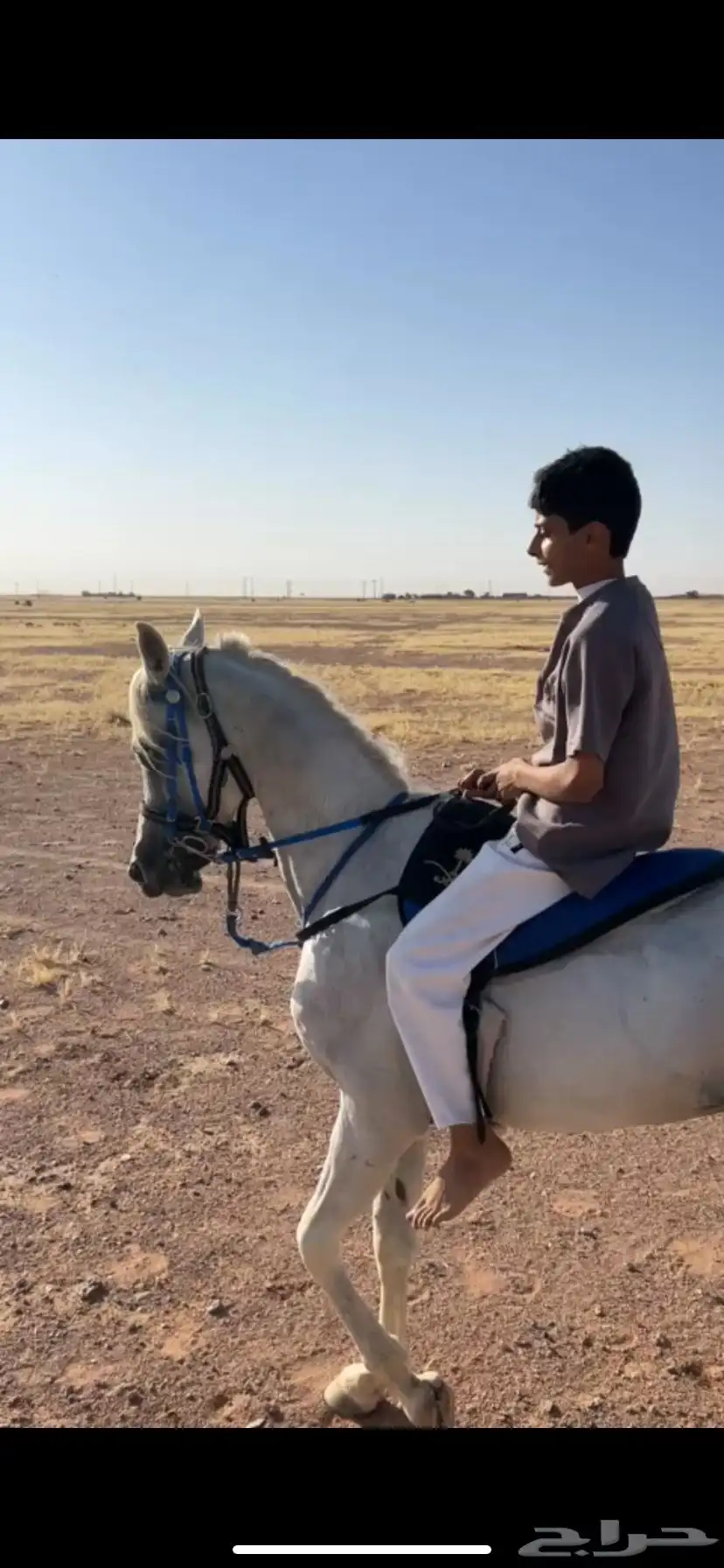 حصان كارثه لراعين هالطرب 0