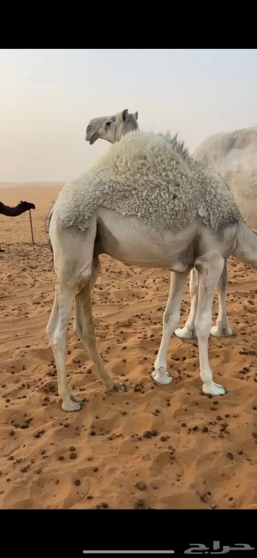 قعود 0
