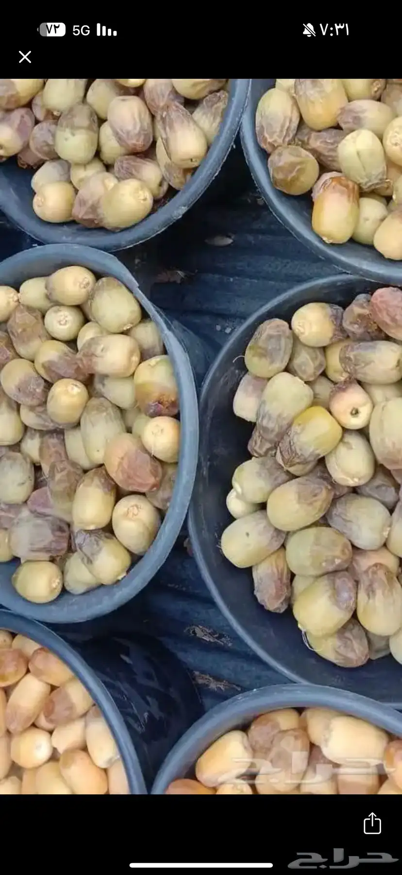 إلى يبغى تمر طيب بالجمله من المزرعه 0