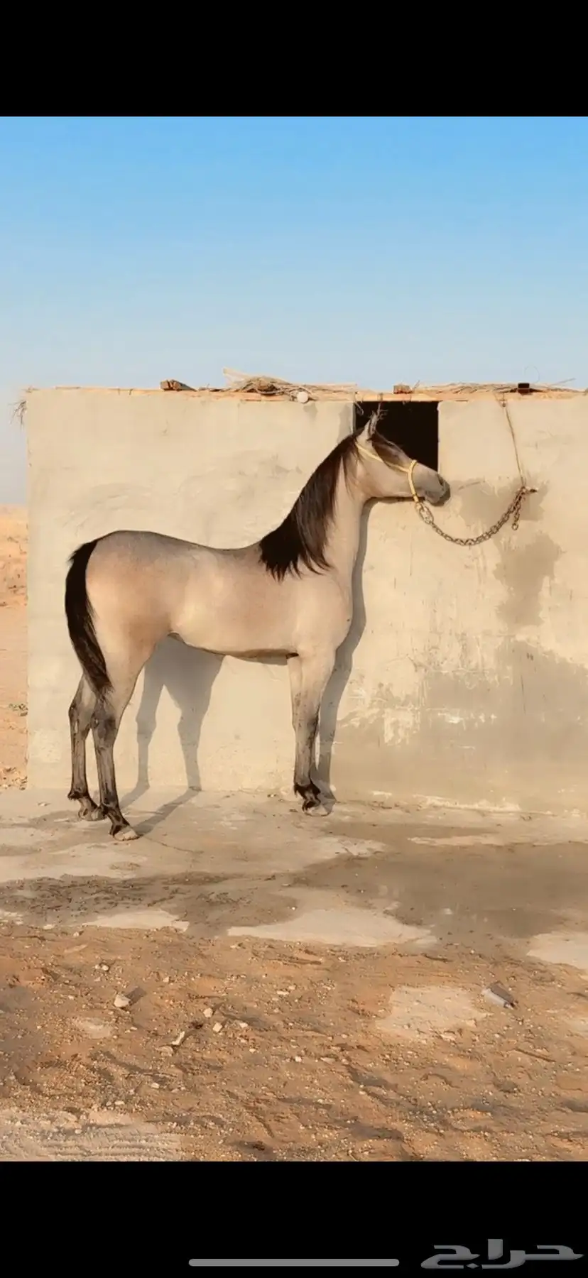 مهره شعبيه كفو 0
