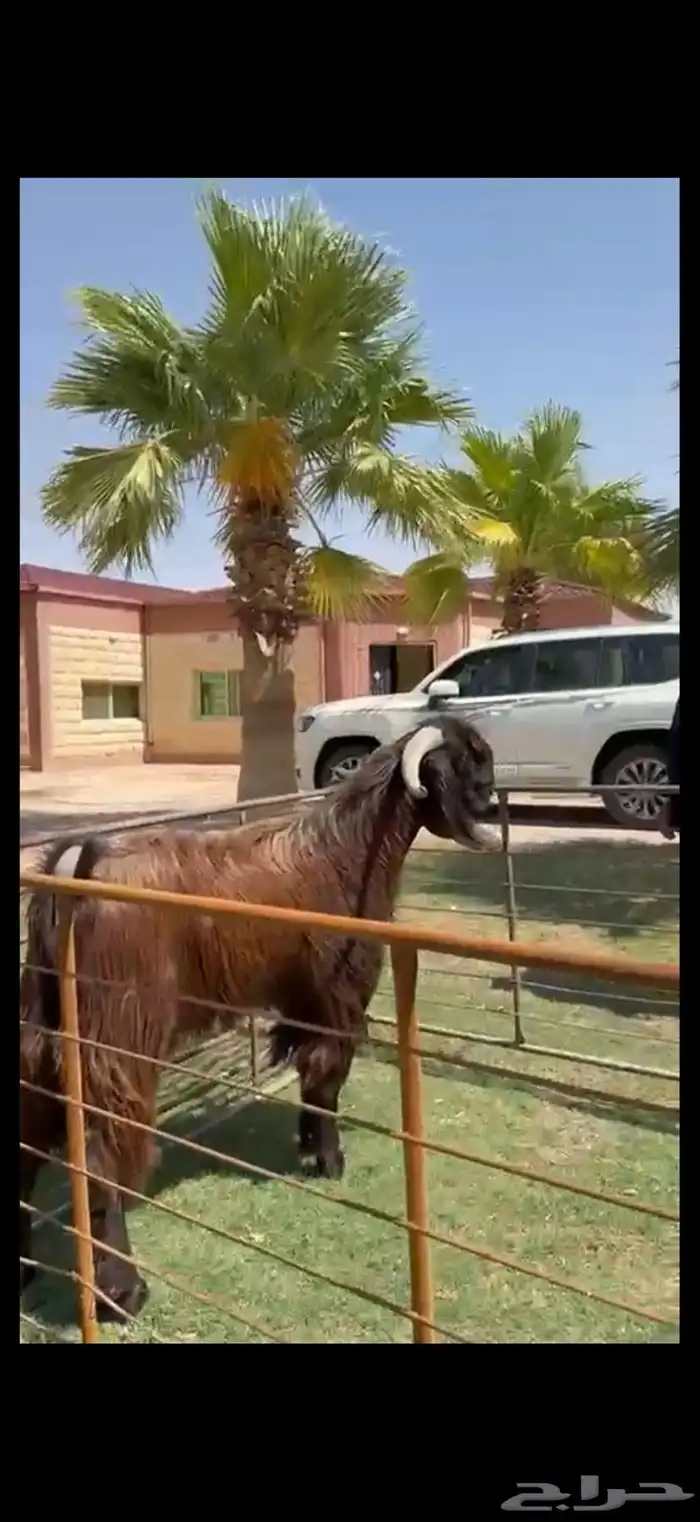 فحل قبرصي بيور خصم وشرط القريع 2