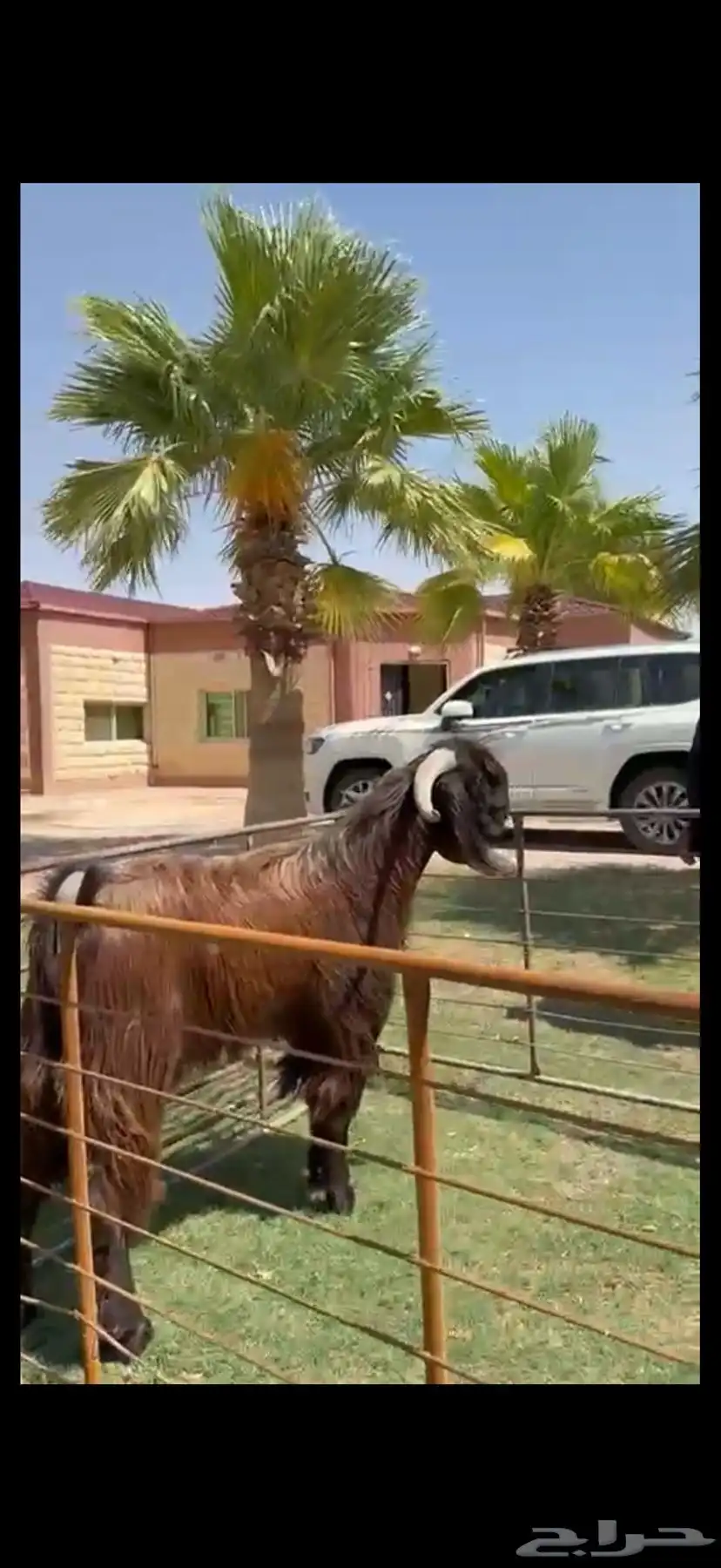 فحل قبرصي بيور خصم وشرط القريع 2
