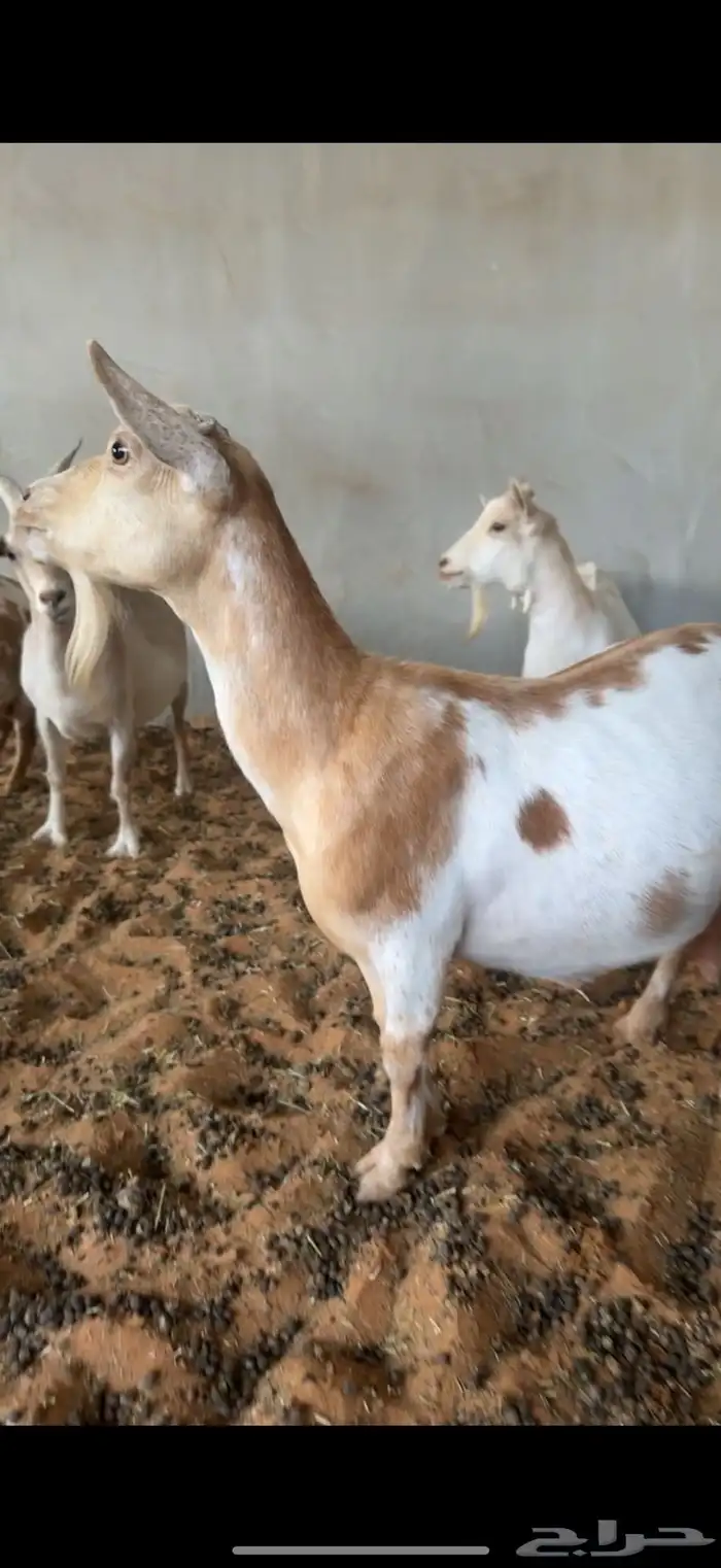 معزا قزم منتجه فاضيه ومضاريع 0
