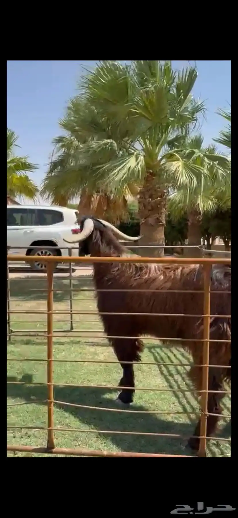 فحل قبرصي بيور خصم وشرط القريع 3