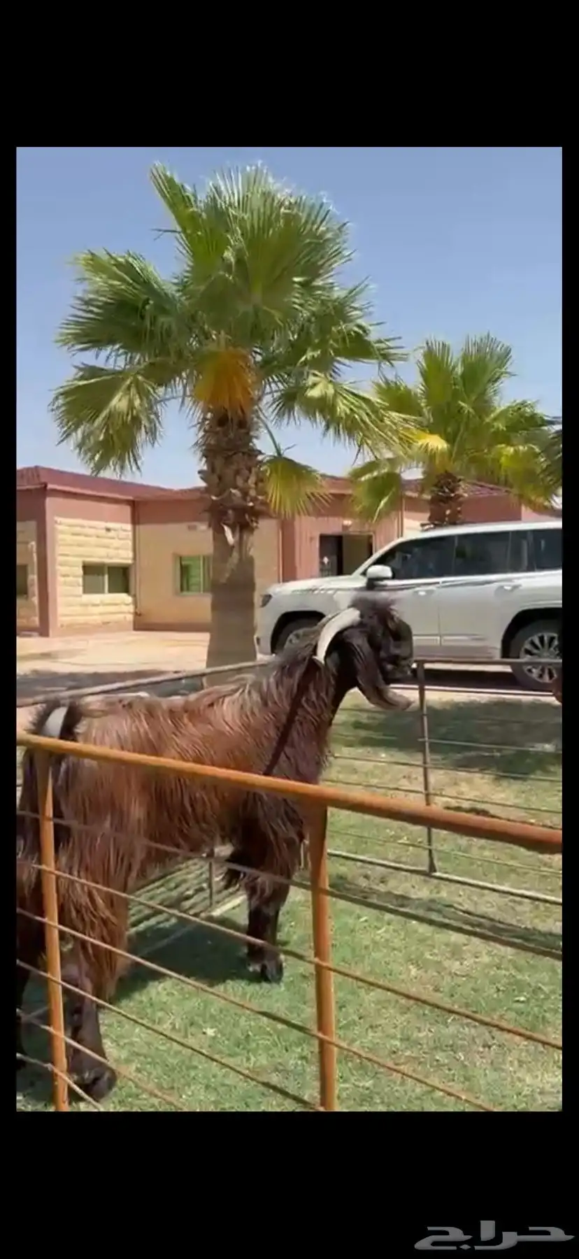 فحل قبرصي بيور خصم وشرط القريع 4