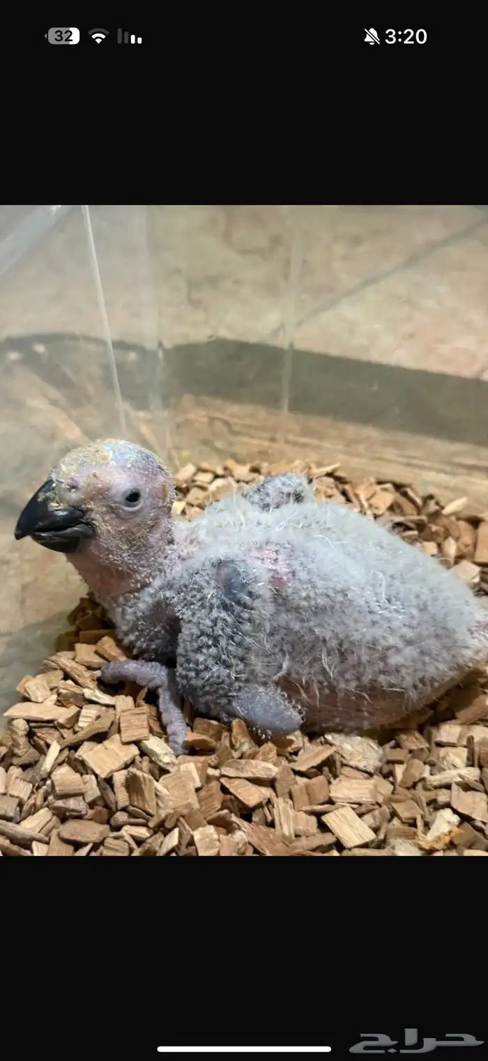 فروخ كاسكو سوبر سوبر جامبو ماشاء الله تبارك الله (تم البيع) 0