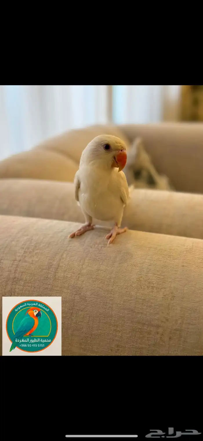 محمية الطيور المغردة 1