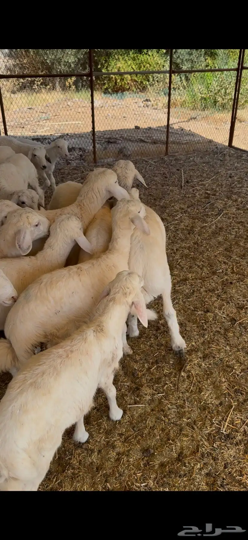 طليان 1