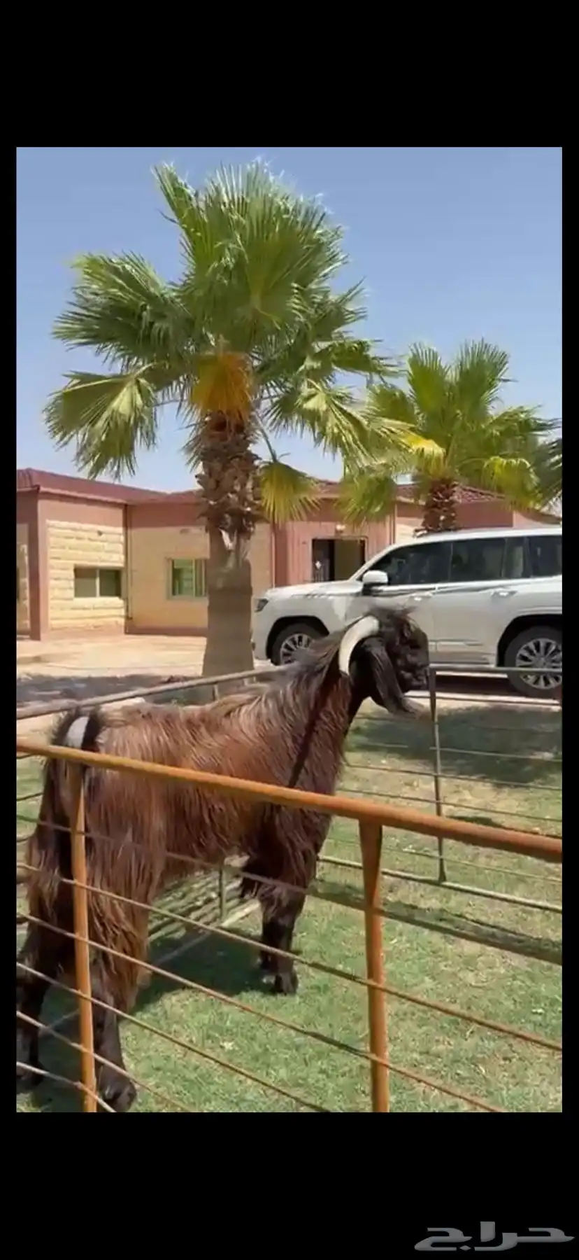 فحل قبرصي بيور خصم وشرط القريع 8