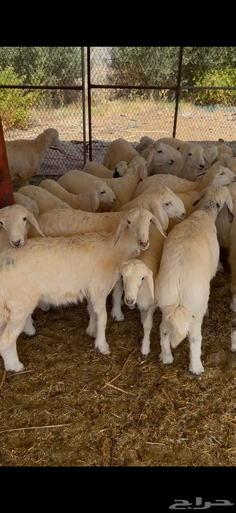 طليان 2