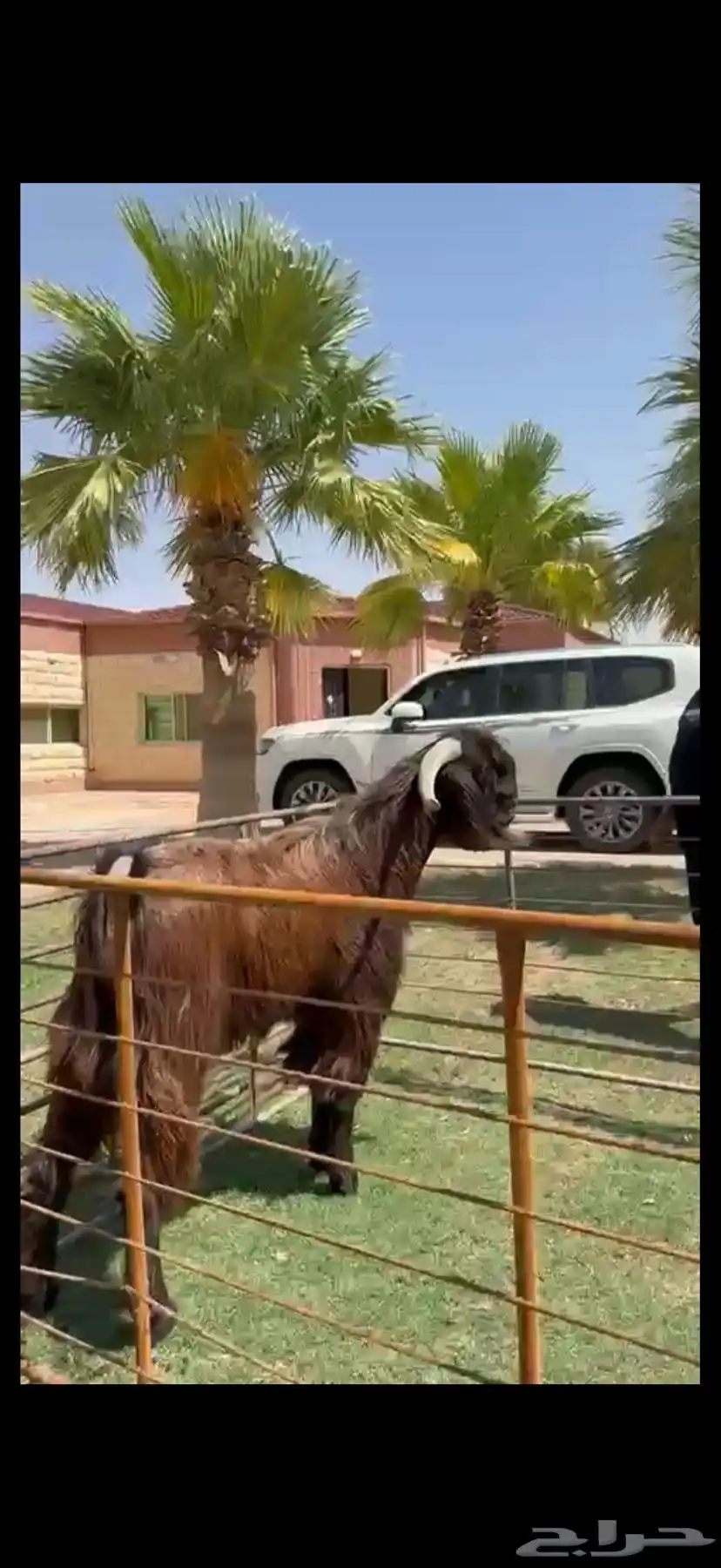 فحل قبرصي بيور خصم وشرط القريع 1