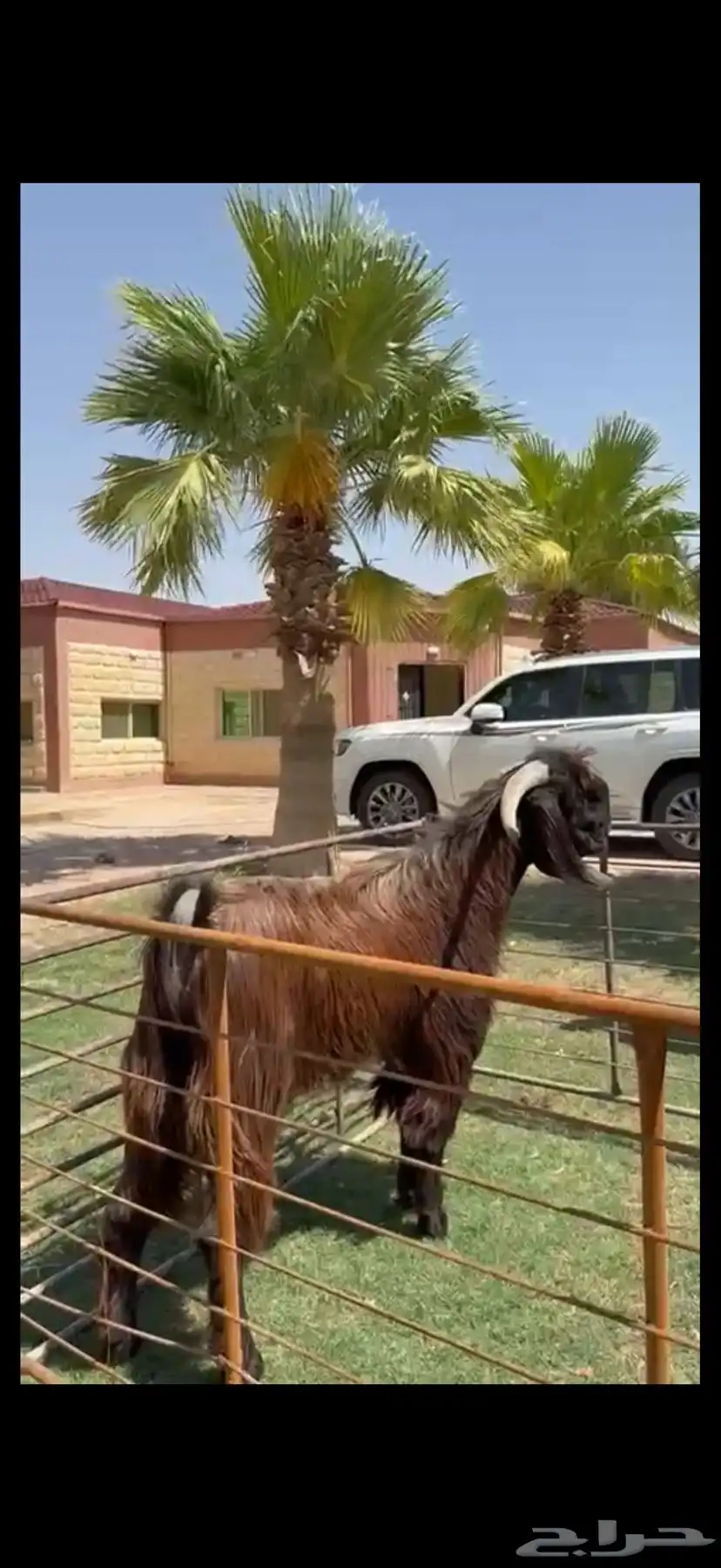 فحل قبرصي بيور خصم وشرط القريع 0