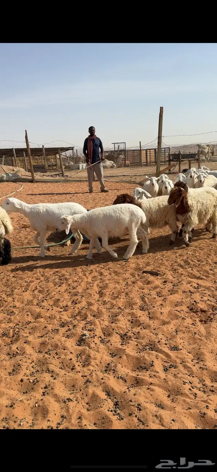بهم حري طيب 0
