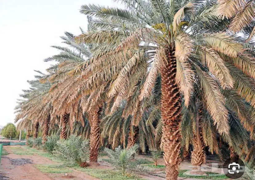 محصول نخل 0