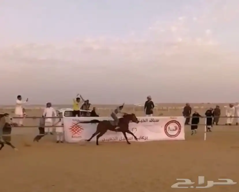 حصان سبوق و محقق ثلاث كسبات الاول و جاهز لا اقرب سباق 5