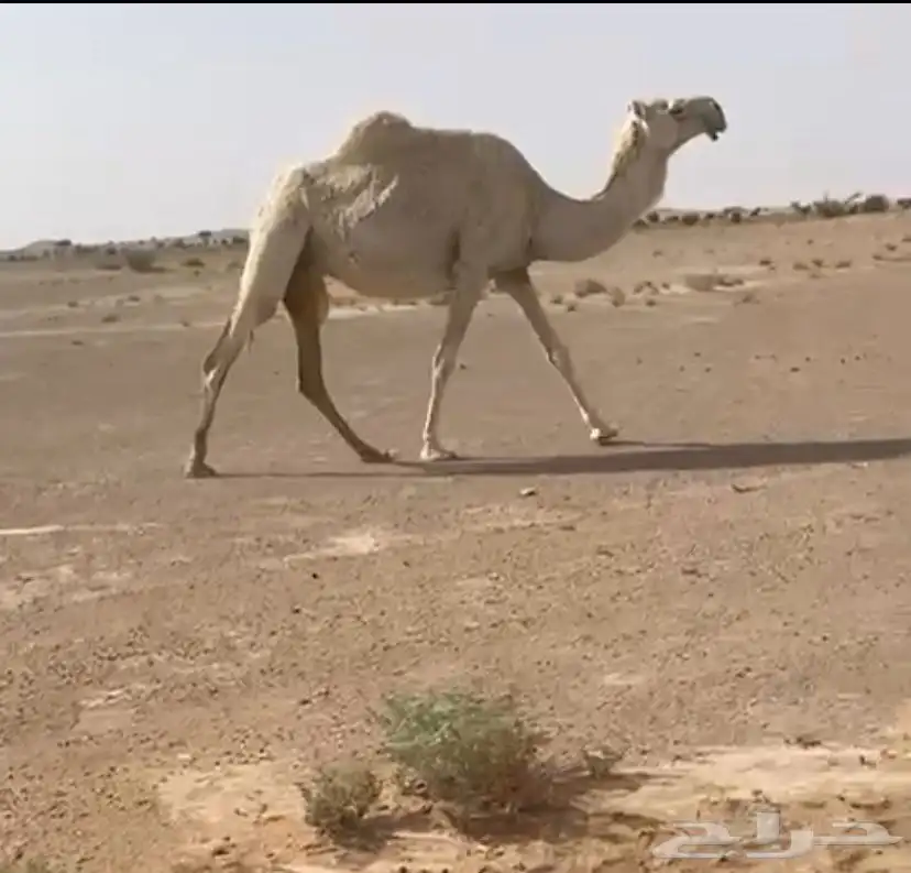 القحه 0