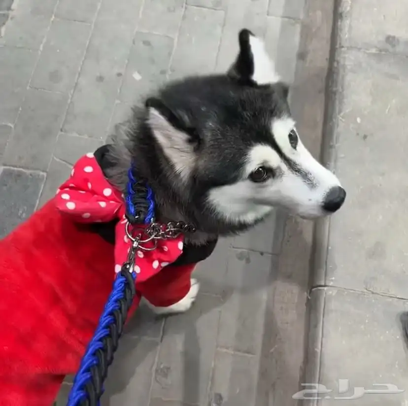 كلب هاسكي للبيع نوعها Alaskan Klee Kai ( هاسكي مصغر) index