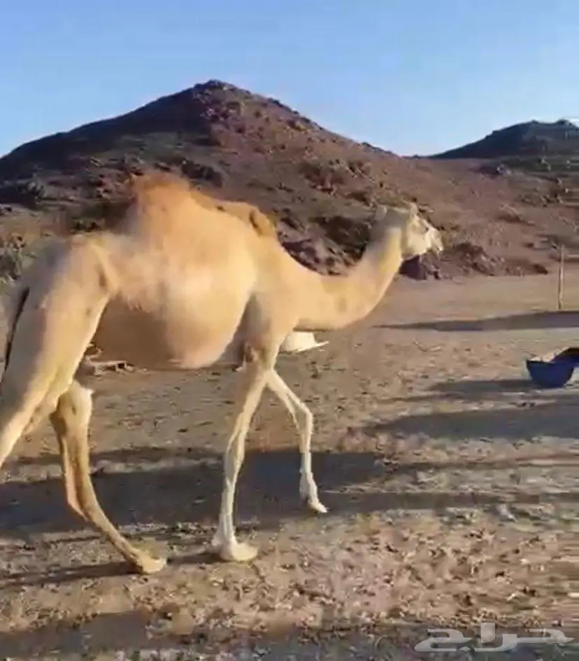 بكره ثنيه مهجنه الرجاء التواصل على الواتس 1
