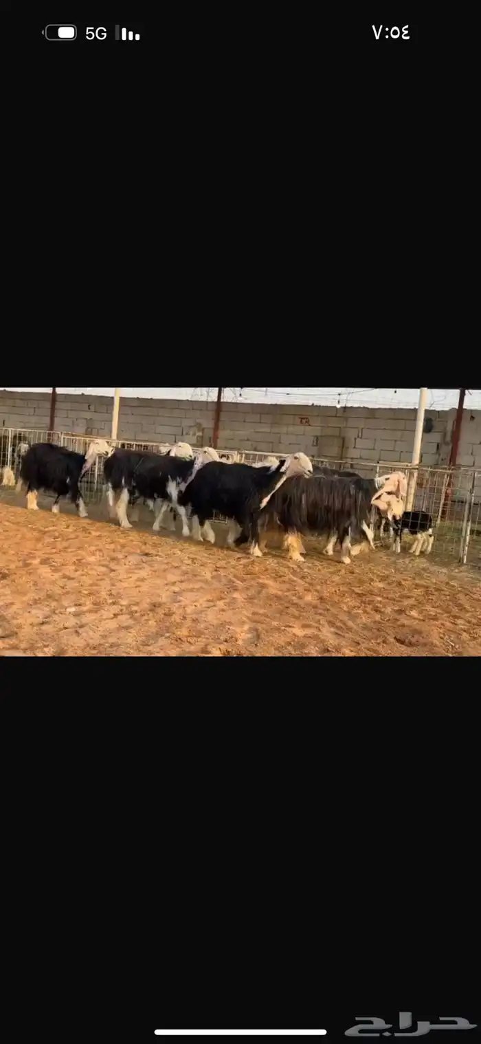 عرض مواليد نجد 5