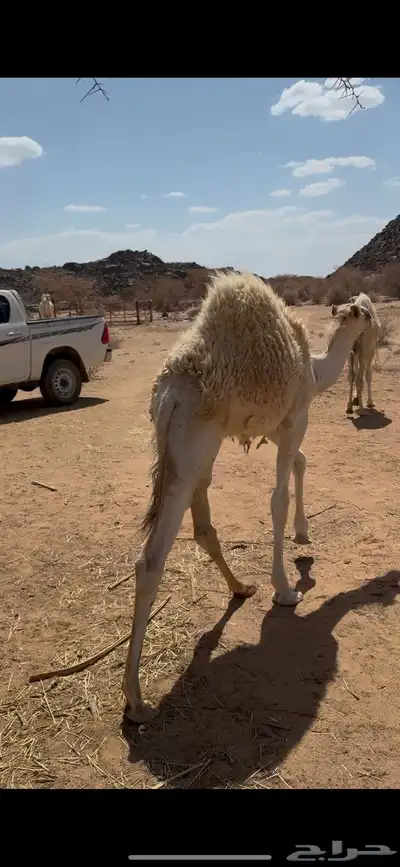 حشواه للبيع 0