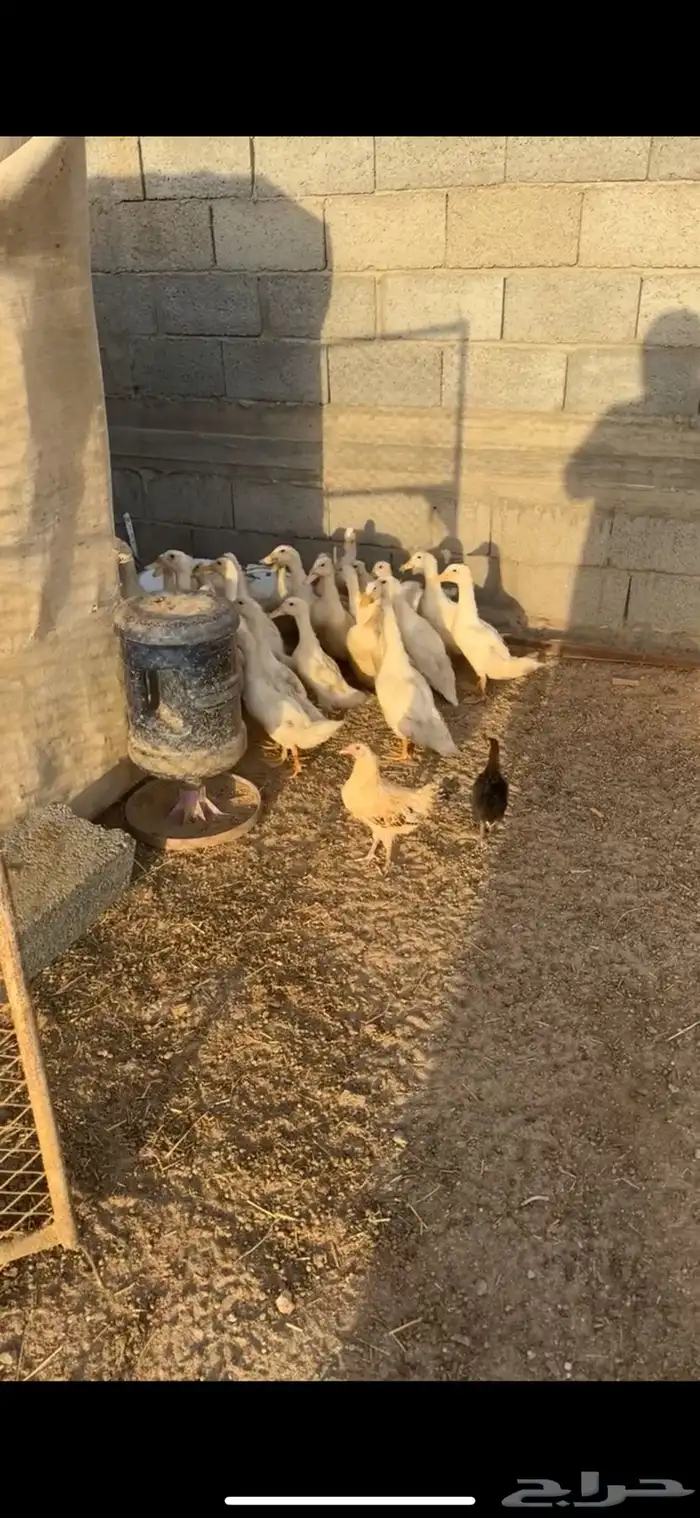 بط بكيني شحم 2