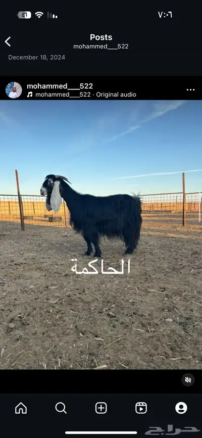 جفر عطر مستقبل فحل ( تم البيع ) 3