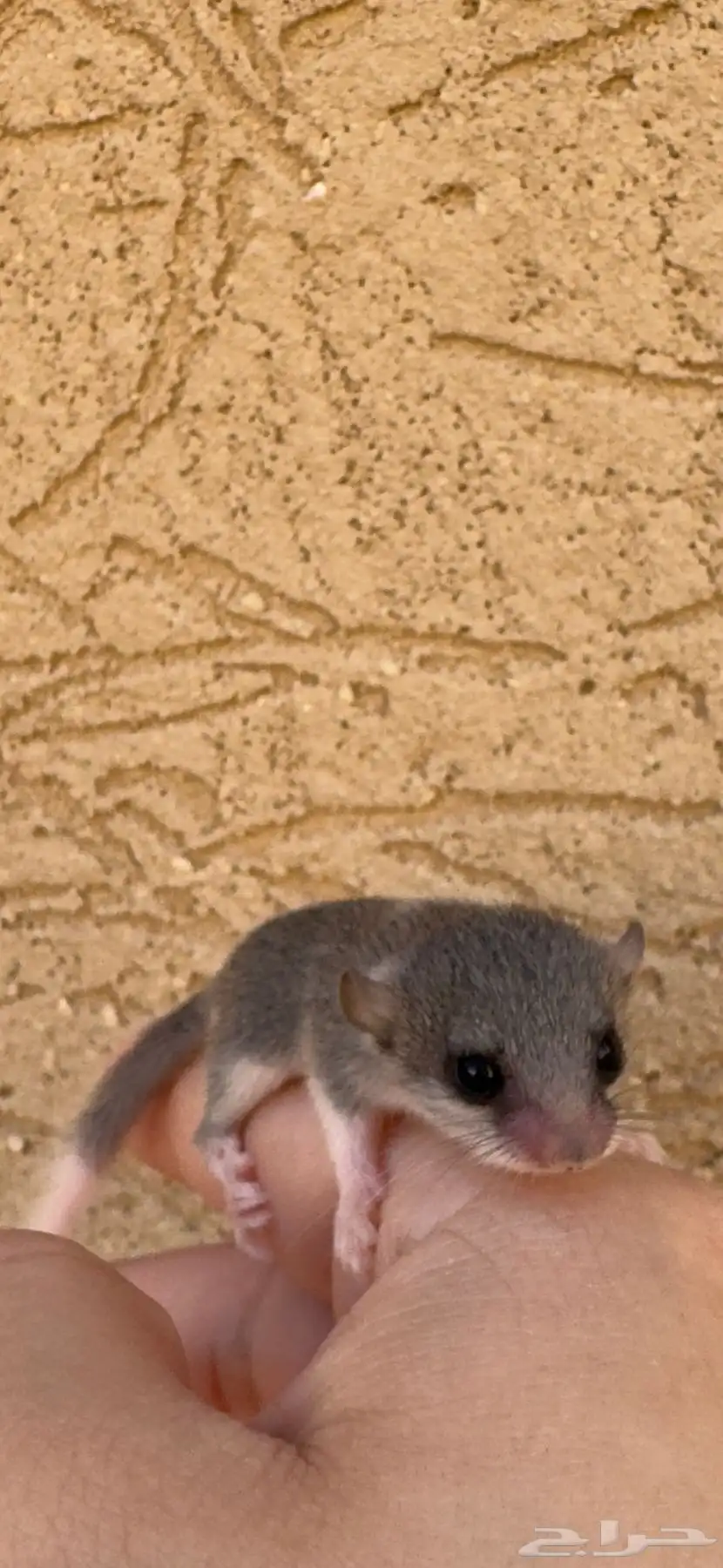 السنجاب القزم 2