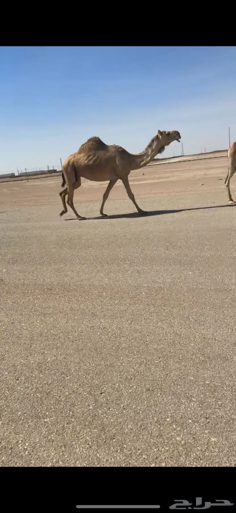 لقحه كفو 0