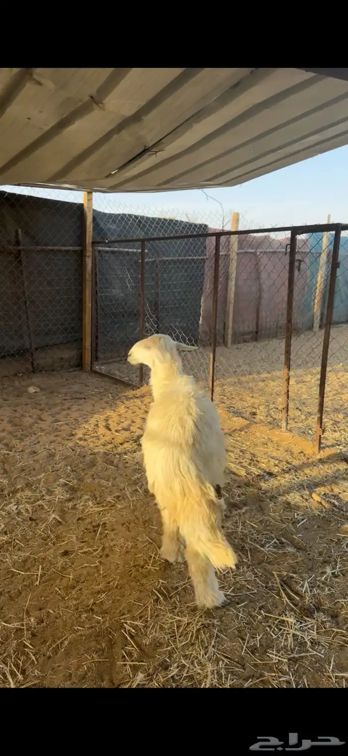 رخال ذبايح وعناق تم البيع 1