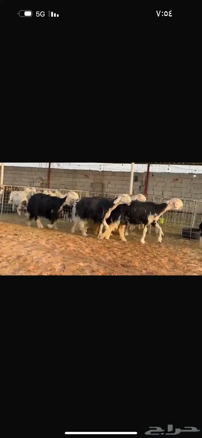 عرض مواليد نجد 0
