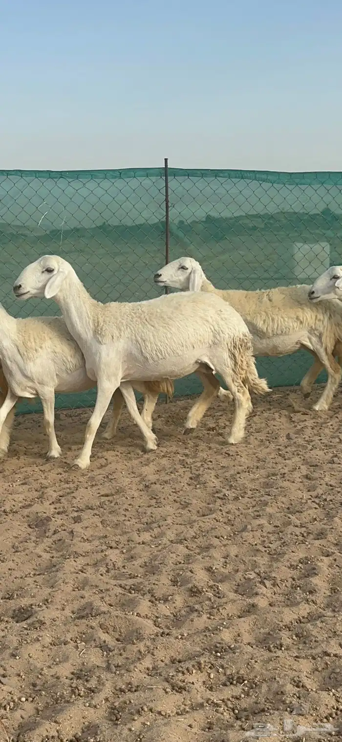 غنم حرية رخال مراح واحد 52 راس 0