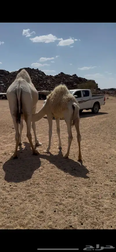 حشواه للبيع 1