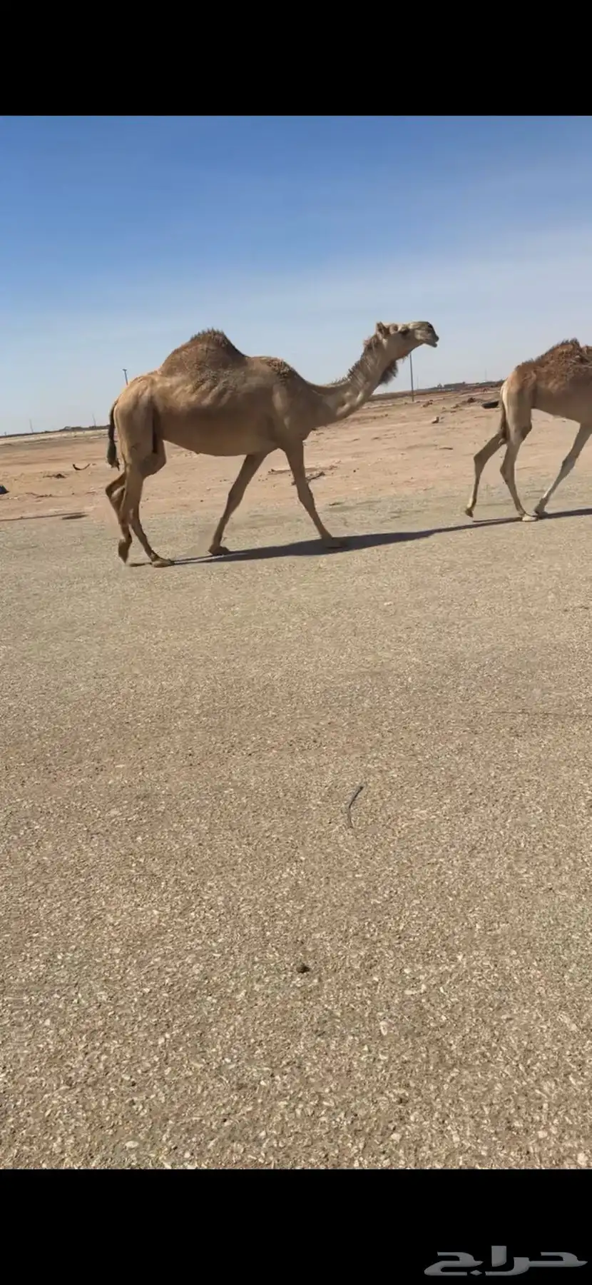 لقحه كفو 3
