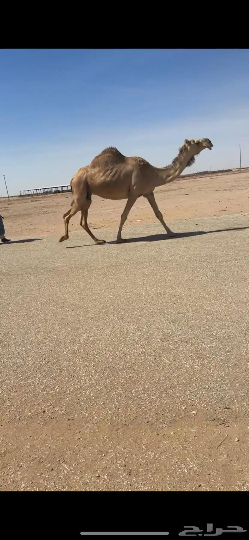 لقحه كفو 5