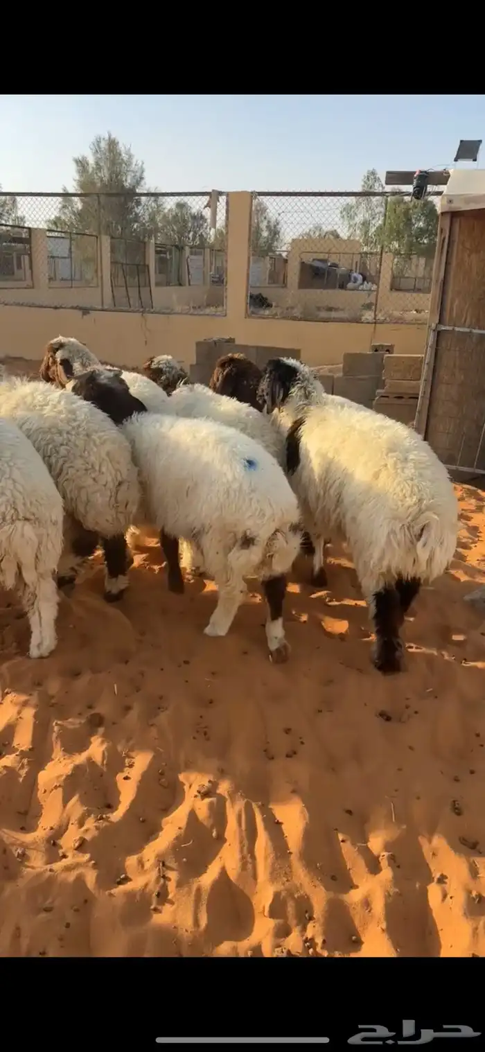 بهم نعيم(تم البيع) 4