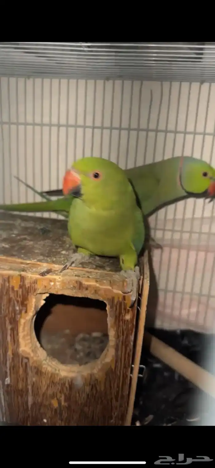 زوج طيور دره جامبو الصحه سليمه على الذمه 0
