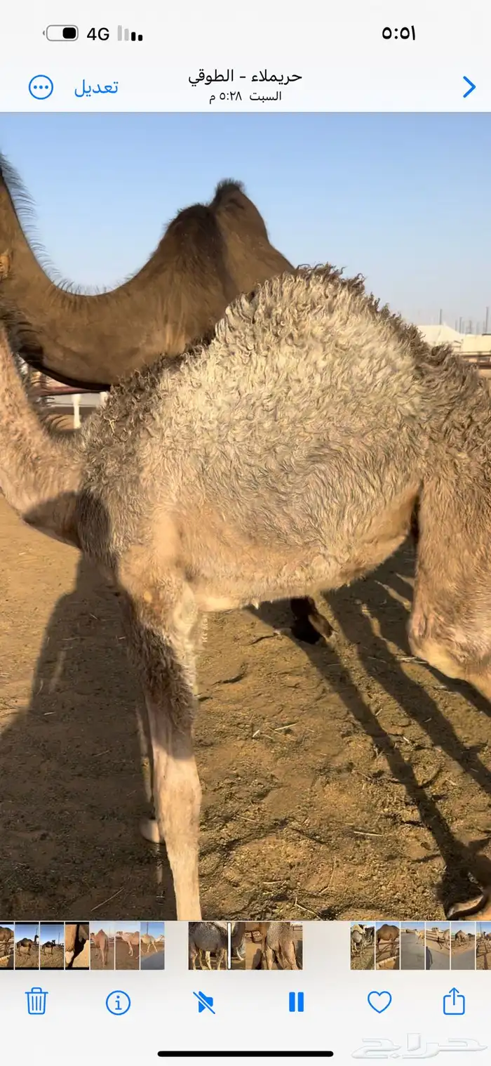 حواره شحم تحت أمها 0