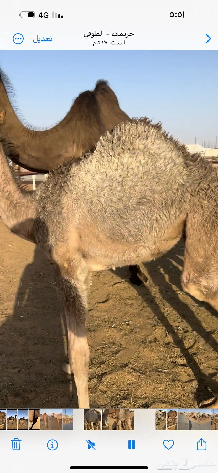 حواره شحم تحت أمها 0