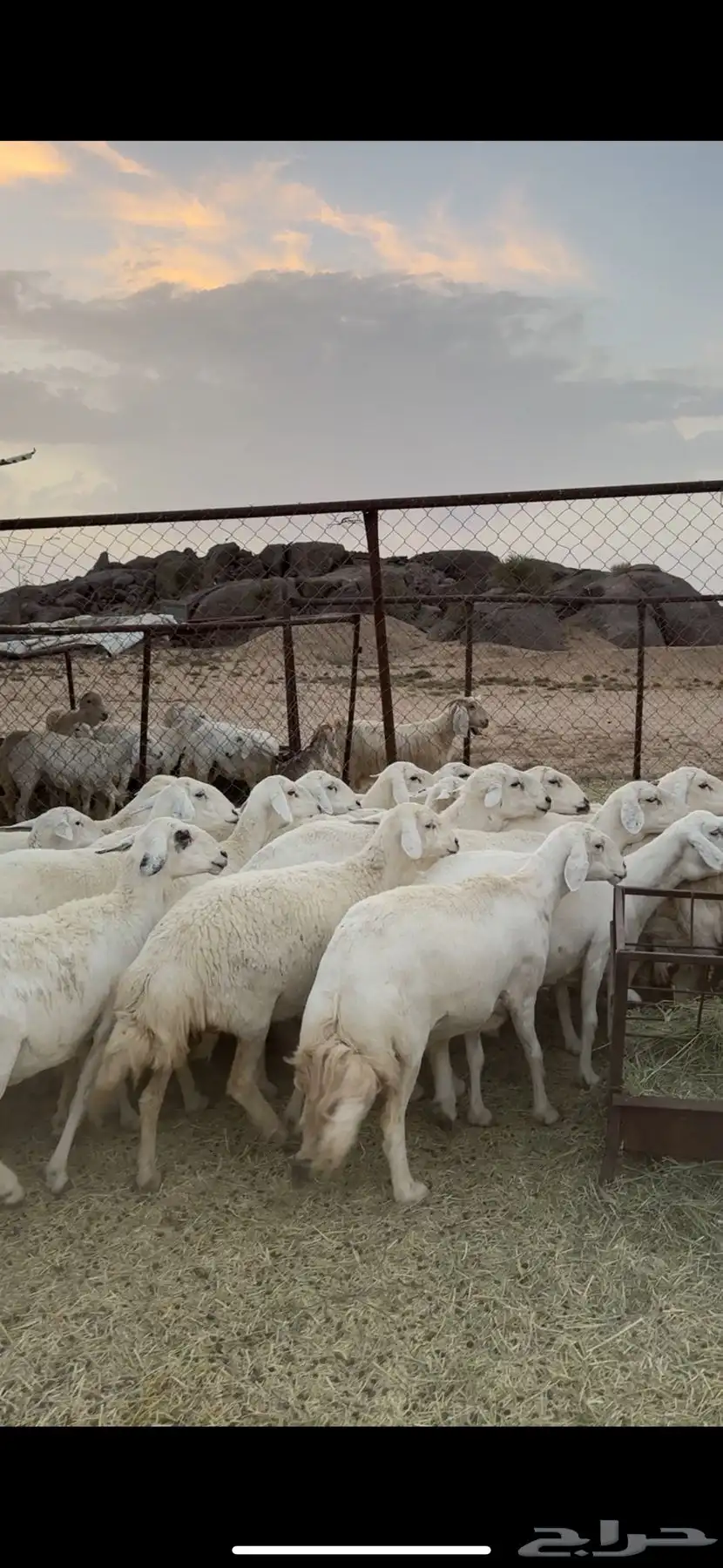 ضأن دفع 11