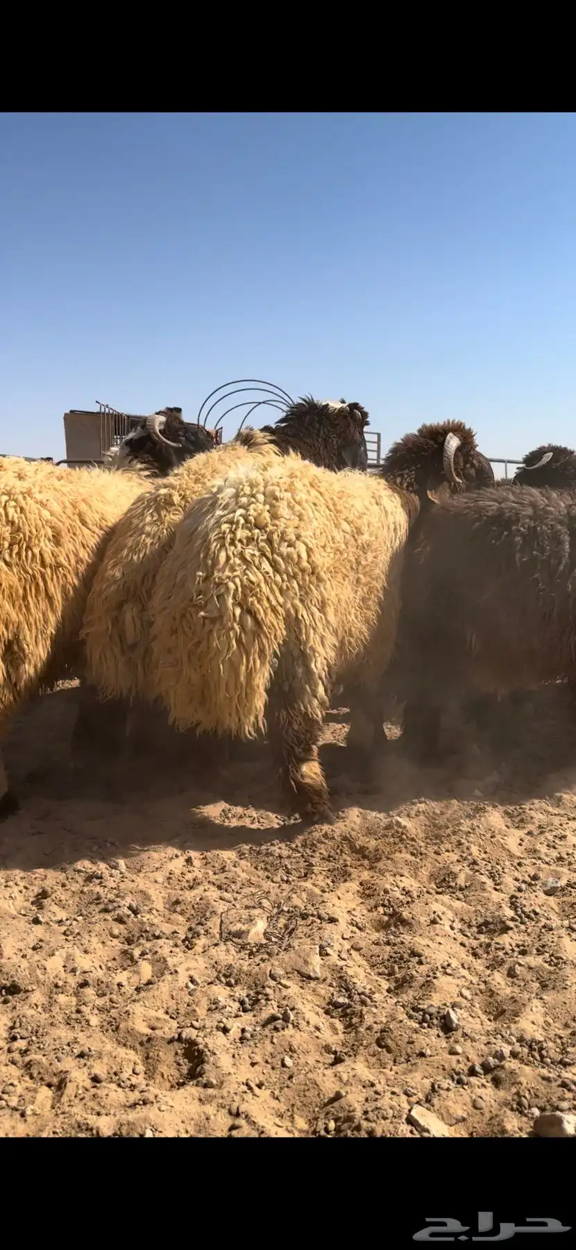 خروف بري بلدي بالصور جملة وتفريد 0