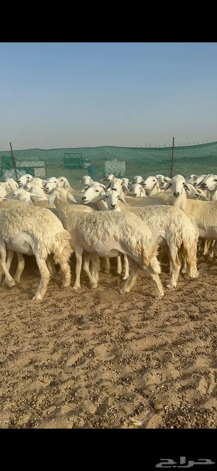 غنم حرية رخال مراح واحد 52 راس 2