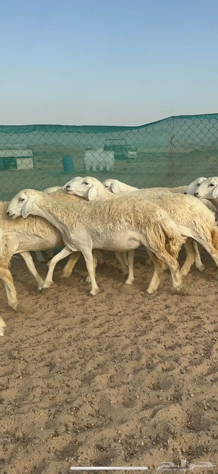 غنم حرية رخال مراح واحد 52 راس 3