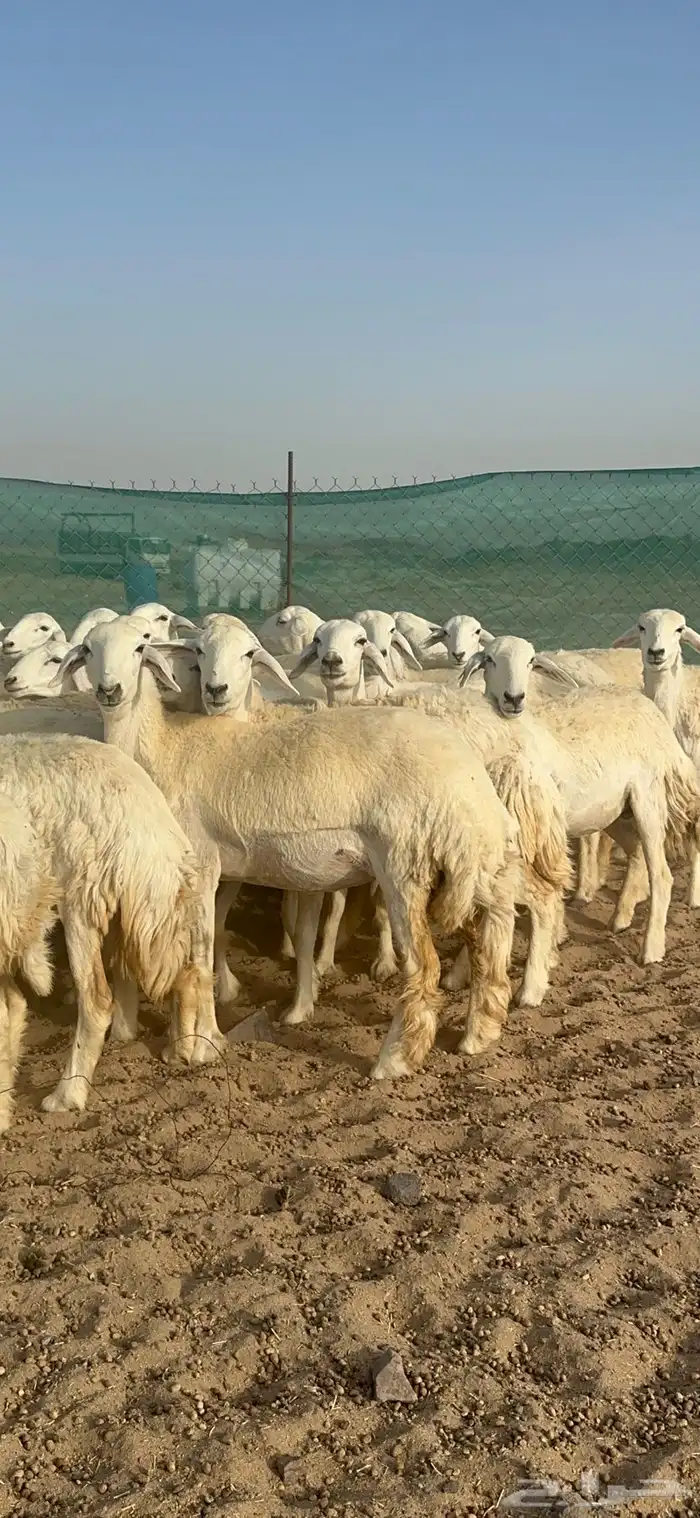 غنم حرية رخال مراح واحد 52 راس 1