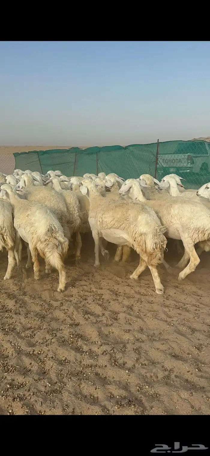 غنم حرية رخال مراح واحد 52 راس 5