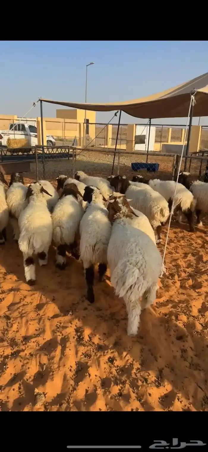 بهم نعيم(تم البيع) 0