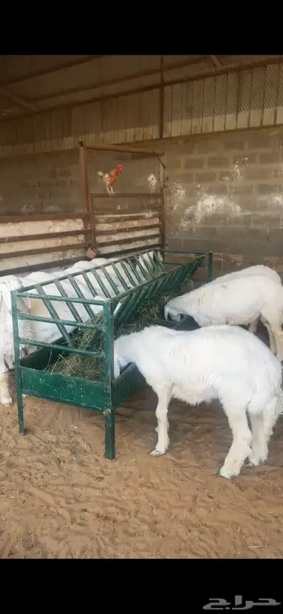 ذبايح بريه فاخرحري نعيمي نجدي تيوس يوجد خدمه الذبح والتوصيل 6