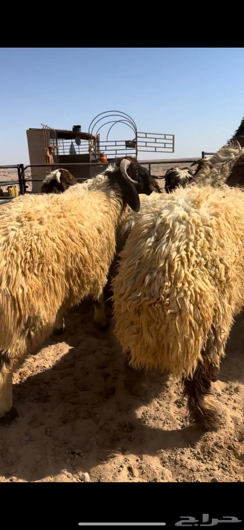خروف بري بلدي بالصور جملة وتفريد 1