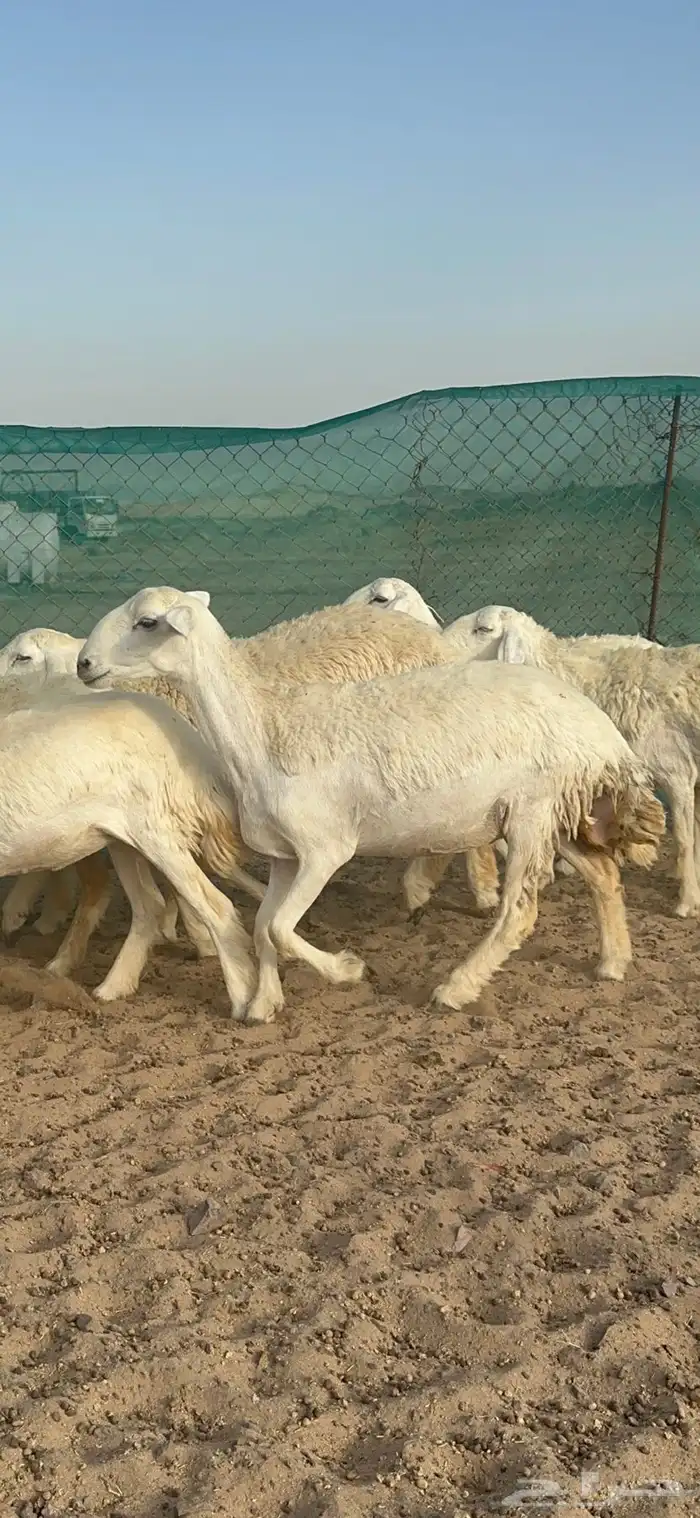 غنم حرية رخال مراح واحد 52 راس 4