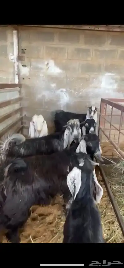 ذبايح بريه فاخرحري نعيمي نجدي تيوس يوجد خدمه الذبح والتوصيل 4