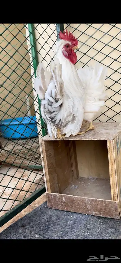 جوز قزم هزاز 0